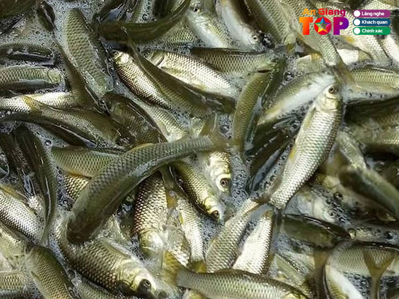 Trai-ca-giong-ba-ban-angiangtoplist