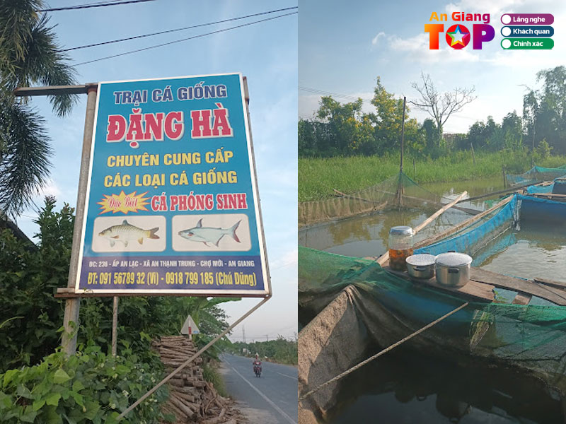 Trai-ca-giong-ca-phong-sinh-dang-ha-angiangtoplist