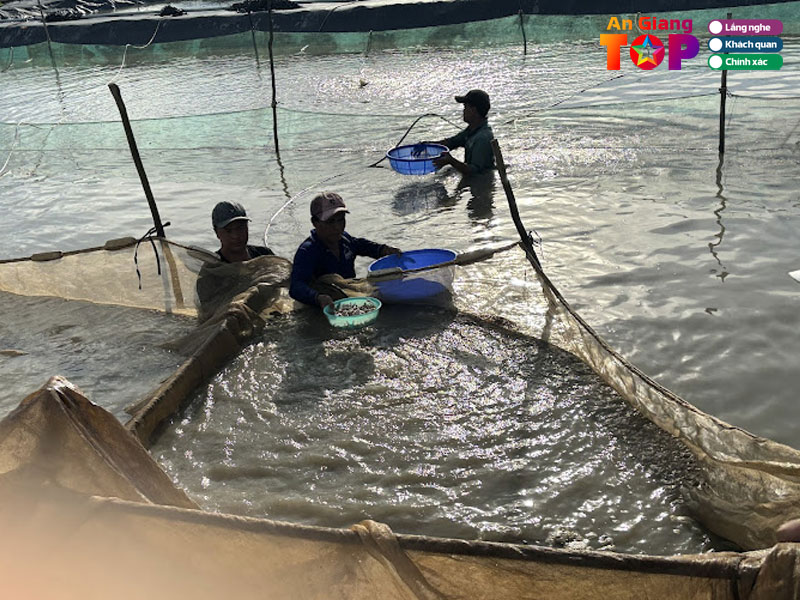 Trai-ca-giong-thanh-chien-angiangtoplist