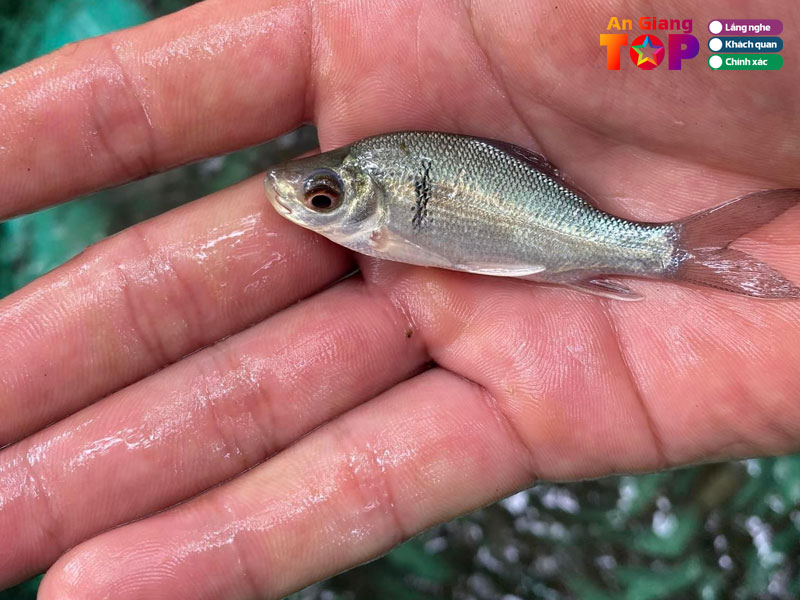 Trai-ca-giong-ut-tan-an-giang-angiangtoplist