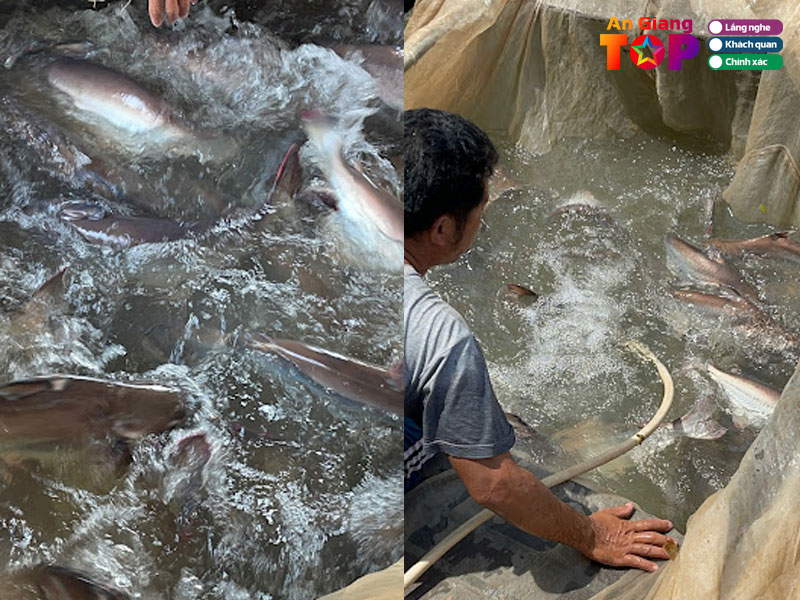 Trai-ca-quan-su-angiangtoplist