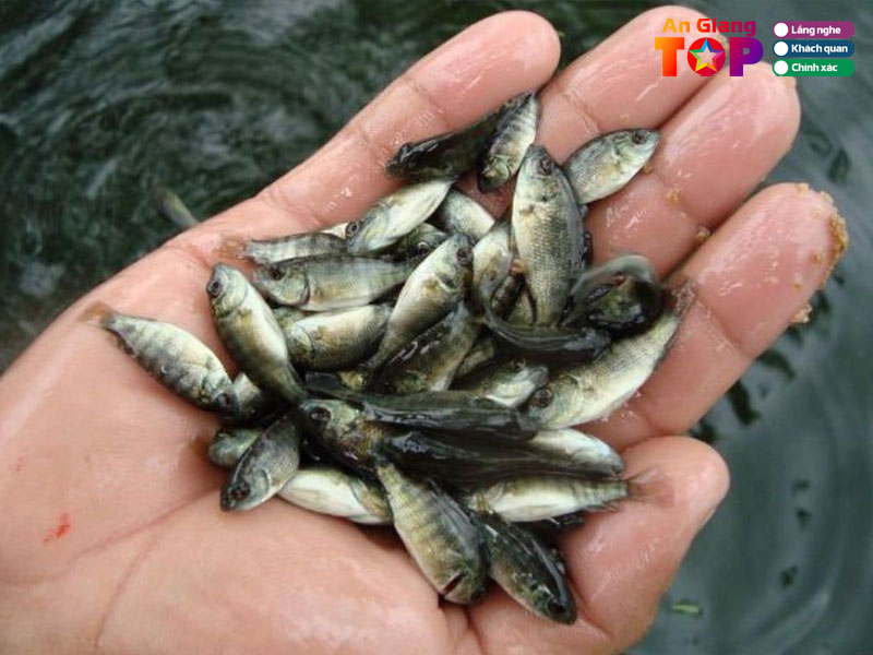 Trung-tam-giong-thuy-san-an-giang-angiangtoplist