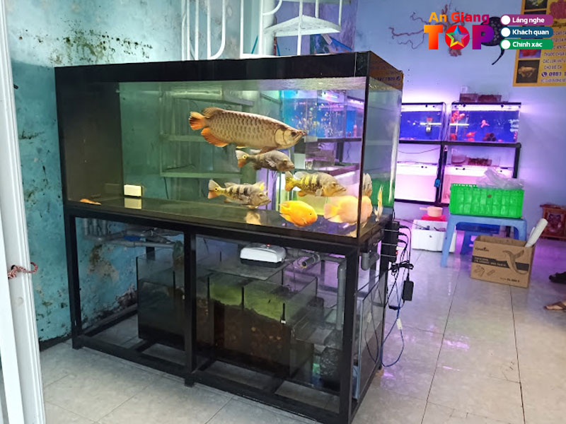 Ca-canh-sun-aro-angiangtoplist