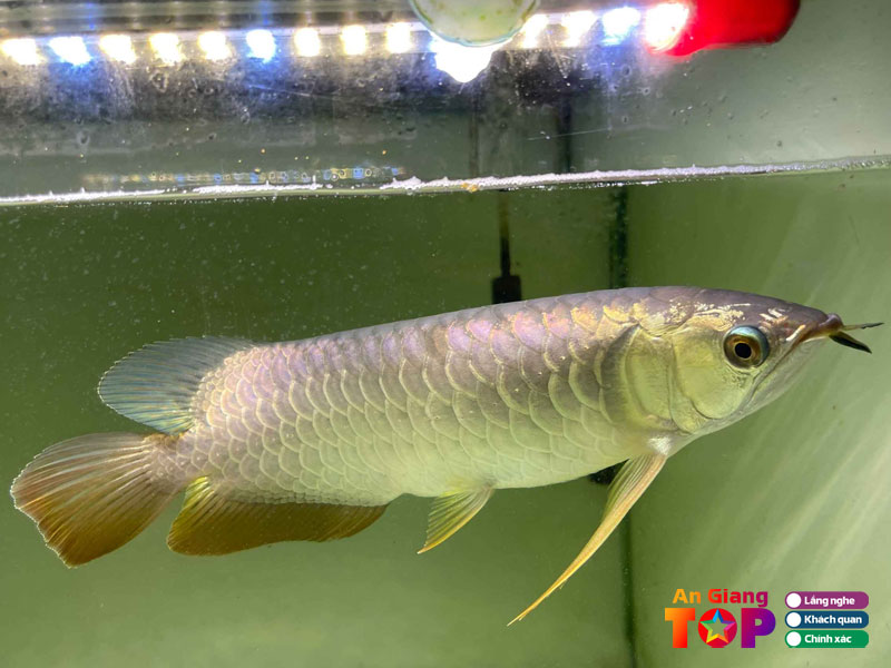 Cua-hang-ca-kieng-thai-binh-angiangtoplist