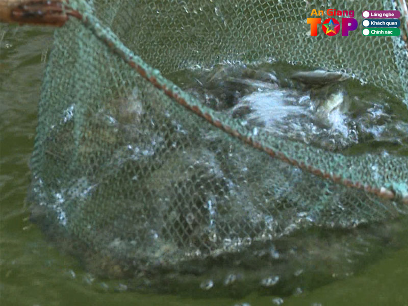 Thong-tin-trung-tam-giong-thuy-san-an-giang-angiangtoplist