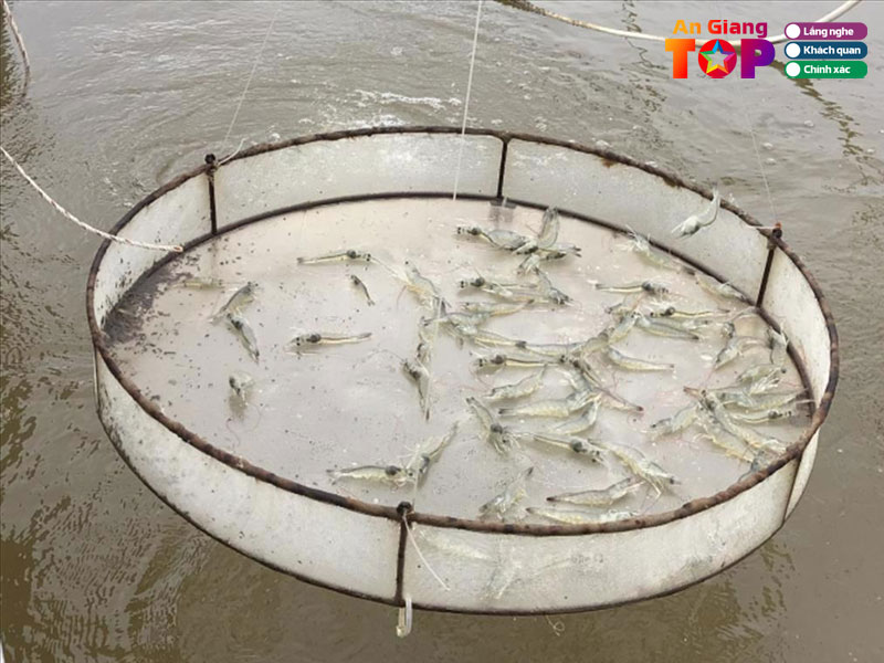 Trung-tam-ho-tro-san-xuat-thuy-san-va-moi-mat-angiangtoplist