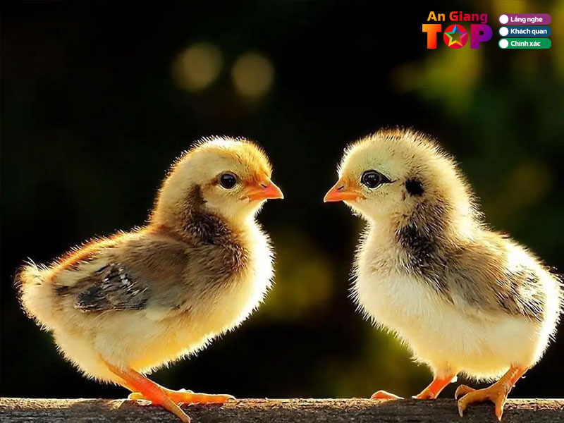 Ga-con-khang-huynh-angiangtoplist