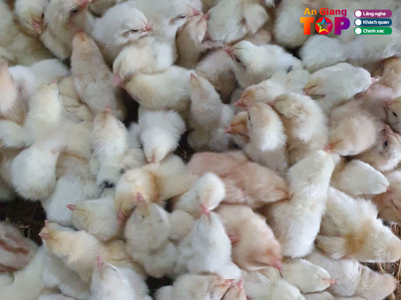 Ga-con-thien-luan-angiangtoplist