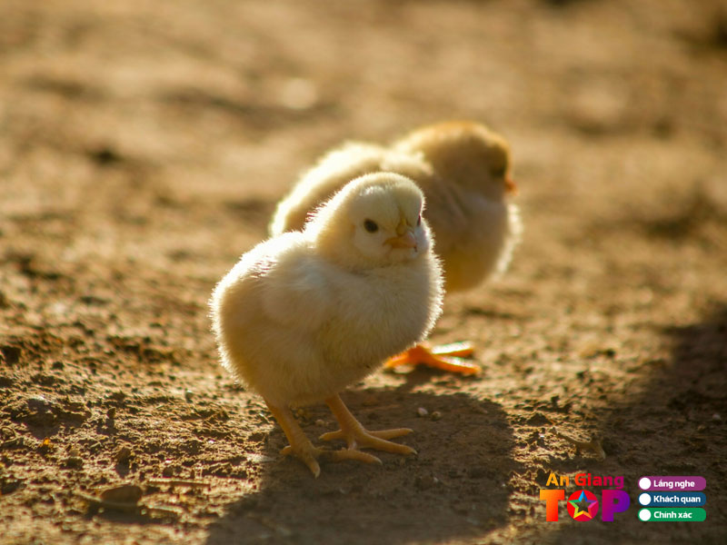 Hoa-lan-long-xuyen-angiangtoplist