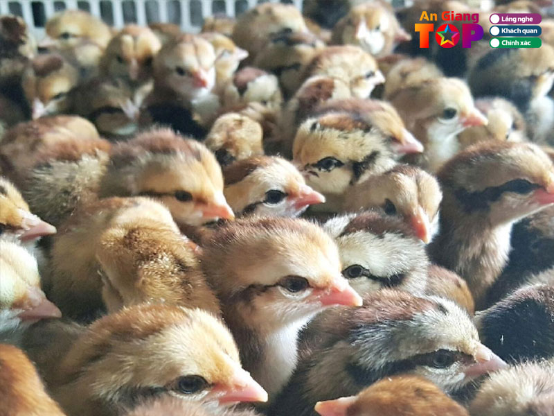 Trai-ga-long-ga-angiangtoplist