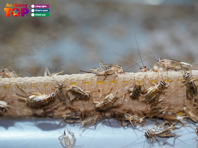 Trai-de-anh-thi-angiangtoplist