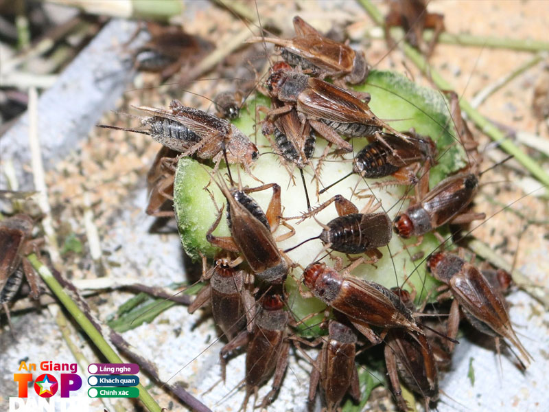 Trai-de-bao-anh-angiangtoplist