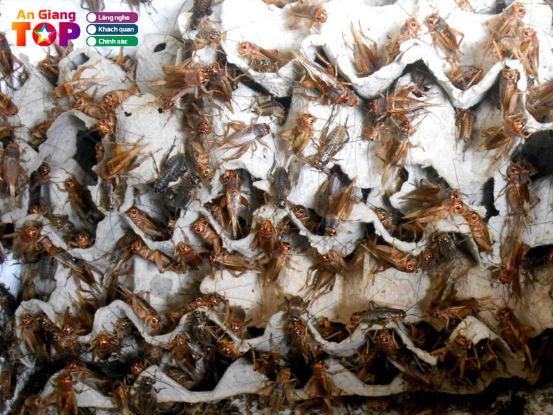 Trai-de-duy-linh-angiangtoplist