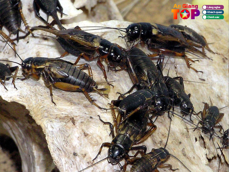 Trai-de-minh-tan-1-angiangtoplist