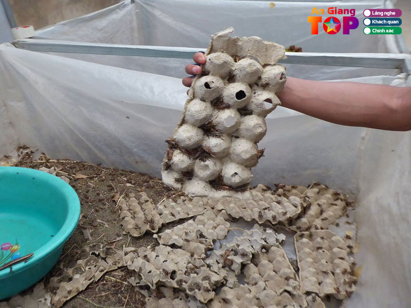 Trai-de-tan-phat-1-angiangtoplist