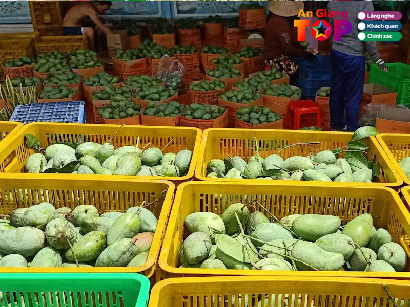 Vua-trai-cay-thanh-tung-angiangtoplist