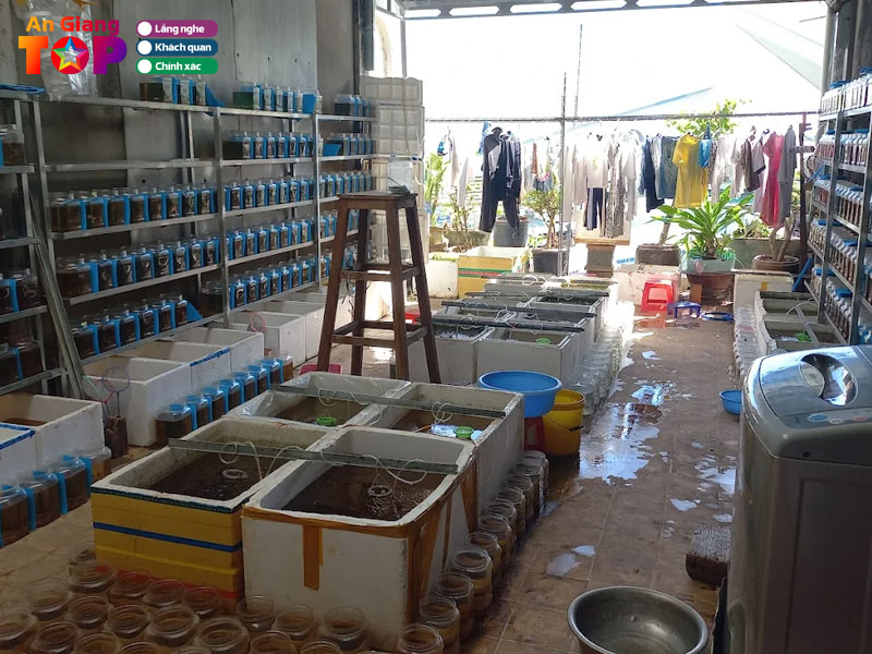 Betta-phuc-thinh-angiangtoplist