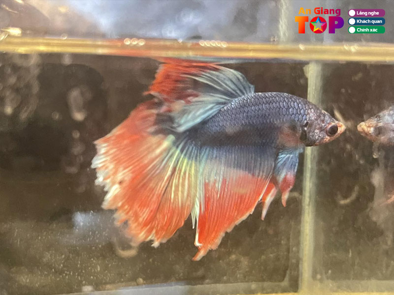 Ca-canh-mui-tau-angiangtoplist