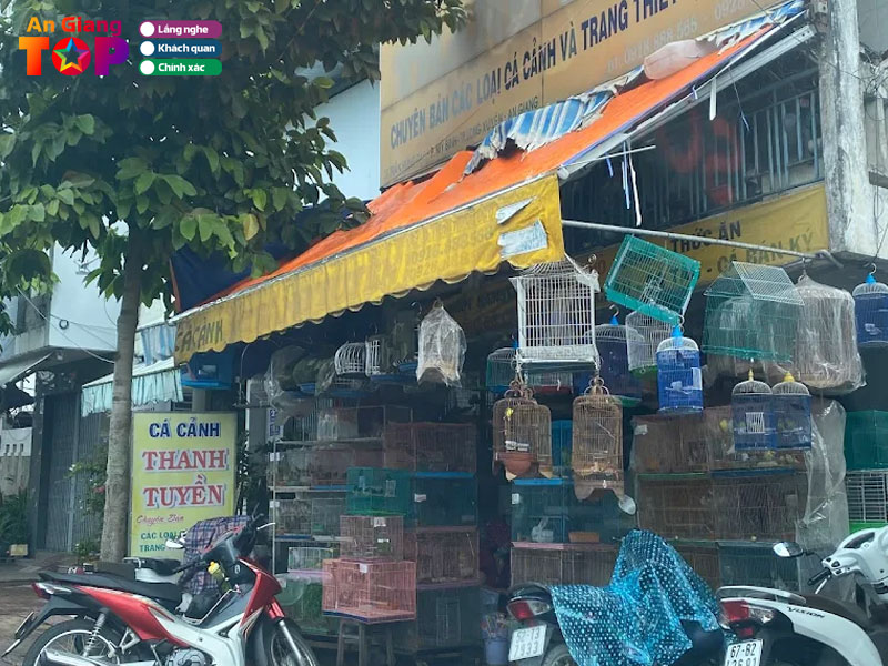 Ca-canh-thanh-tuyen-angiangtoplist