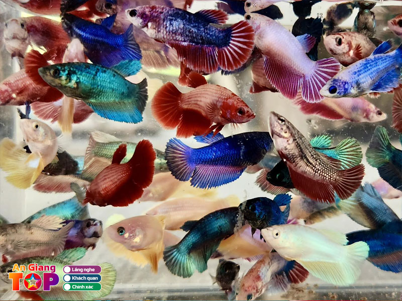 Chang-tien-ca-angiangtoplist