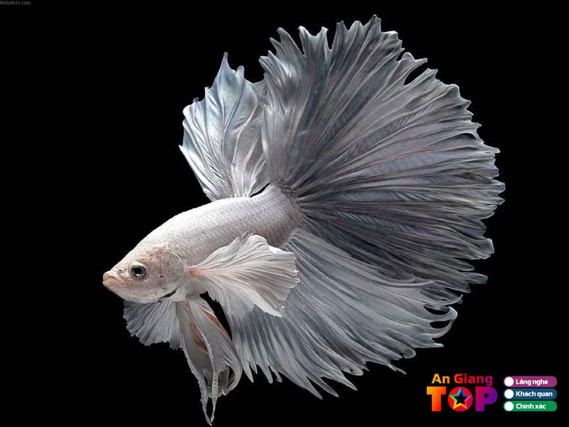 Cua-hang-ca-canh-trung-nguyen-angiangtoplist