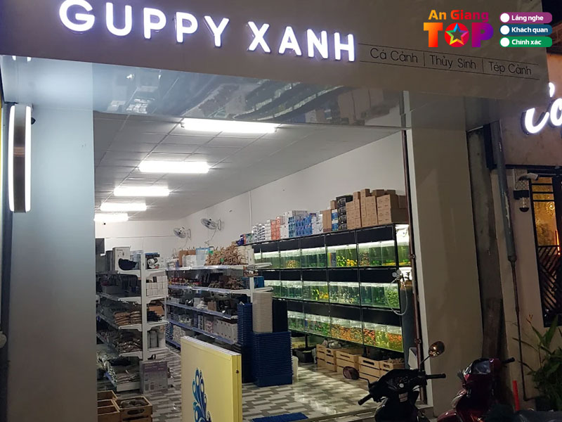 Guppy-xanh-angiangtoplist