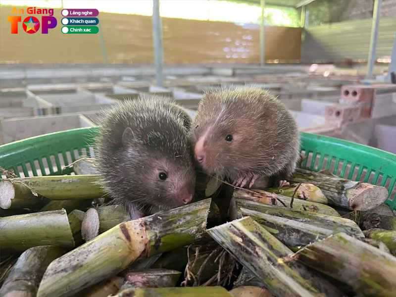 Nhung-diem-nen-de-y-khi-chon-dui-thit-tai-an-giang-angiangtoplist