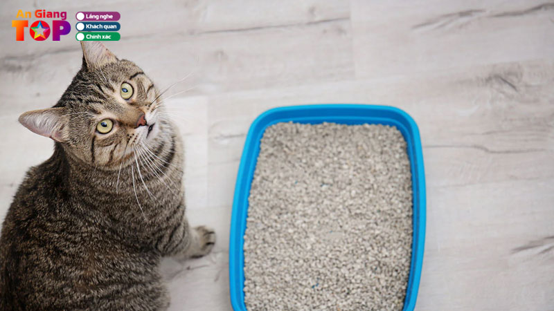 Top-10-dia-chi-ban-cat-ve-sinh-cho-meo-o-an-giang-gia-tot-angiangtoplist