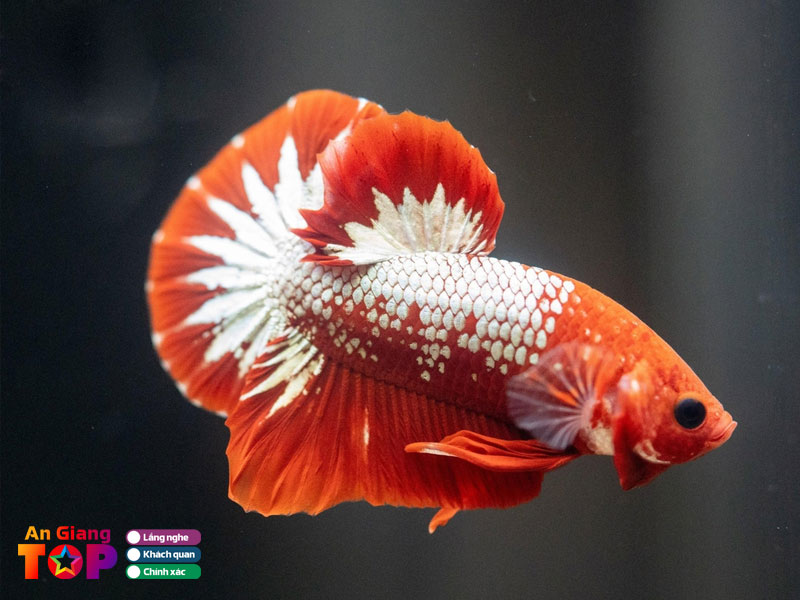 Trai-ca-betta-nhut-hao-angiangtoplist