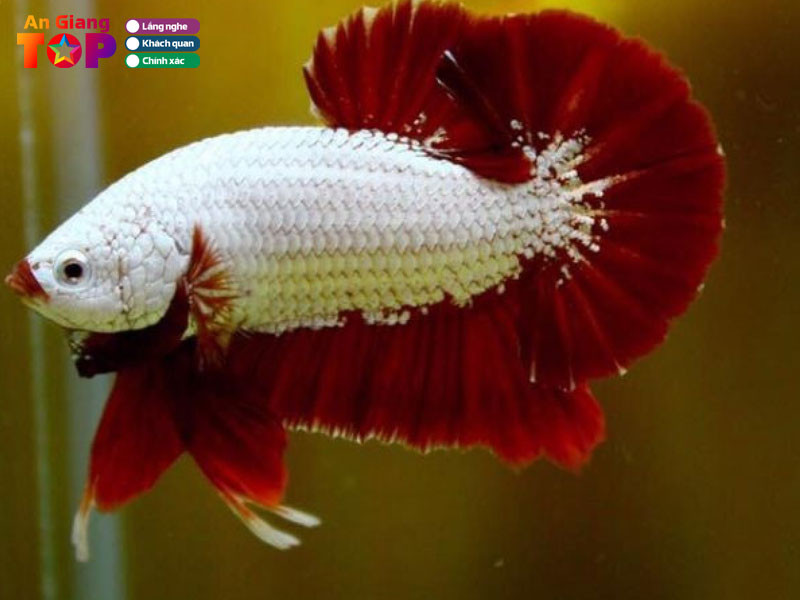 Trai-ca-betta-thien-ty-angiangtoplist