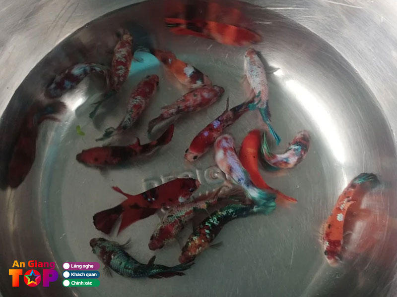 Trai-ca-canh-betta-nguyen-angiangtoplist
