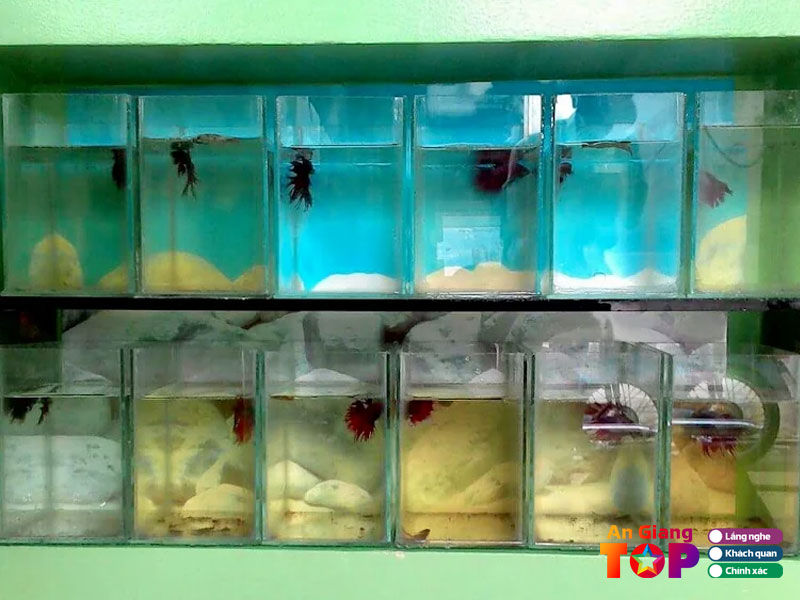 Trai-ca-canh-quoc-betta-angiangtoplist