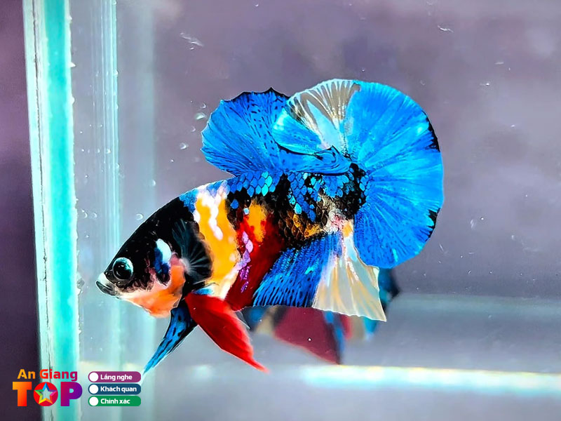 Trai-ca-tien-minh-angiangtoplist