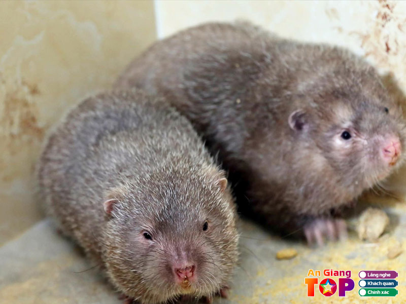 Trai-dui-quoc-thi-2-angiangtoplist