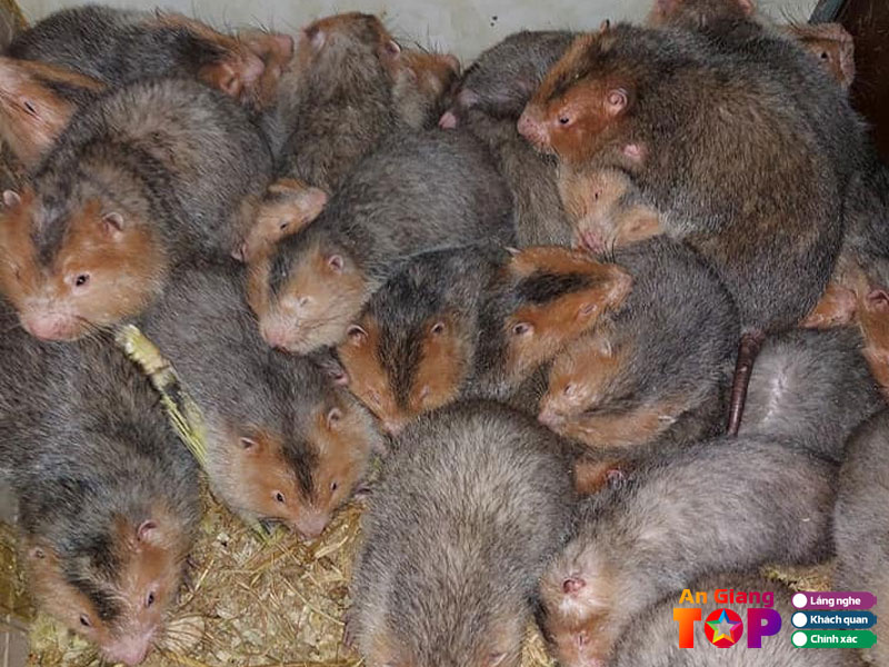 Trai-dui-tinh-bien-angiangtoplist