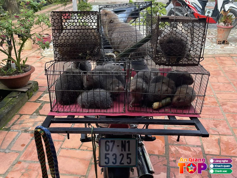 Trai-dui-van-vinh-angiangtoplist