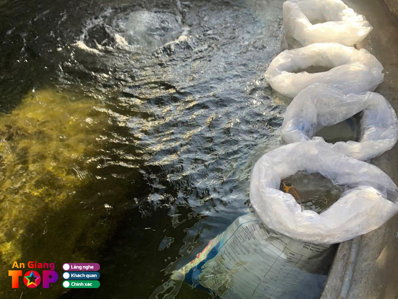 Ca-canh-mui-tau-angiangtoplist