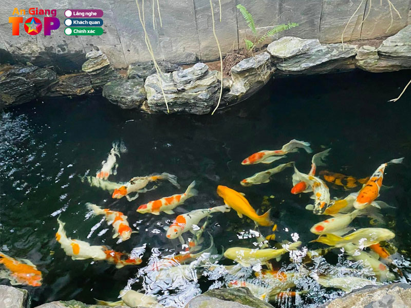 Ca-koi-chau-doc-angiangtoplist