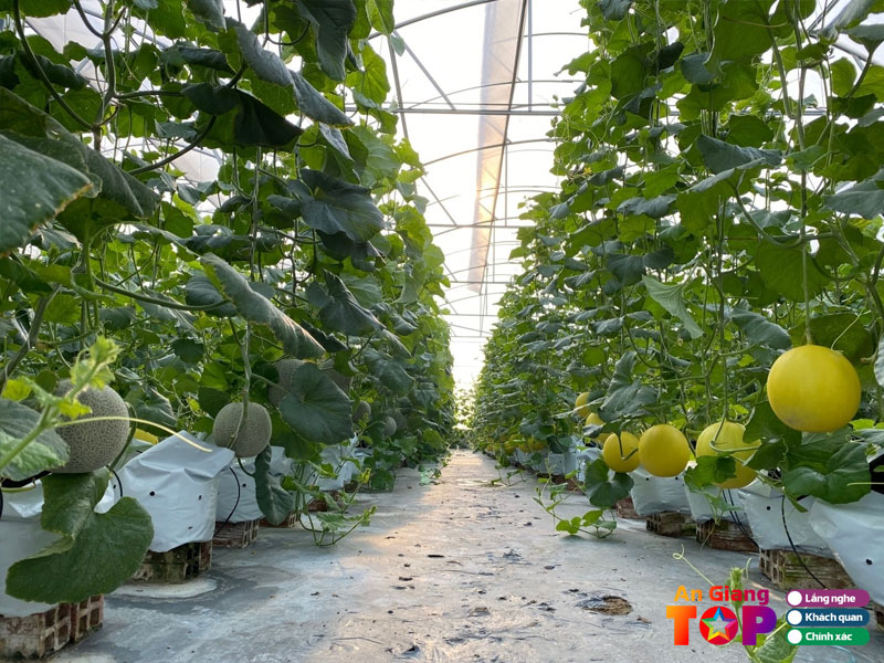 Nong-trai-phan-nam-angiangtoplist