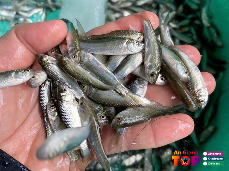 Cach-che-bien-ca-linh-kho-mia-an-giang-angiangtoplist