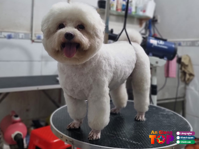 Cua-hang-thu-cung-hien-ngan-angiangtoplist