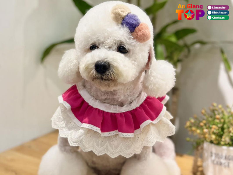 Hana-pet-angiangtoplist