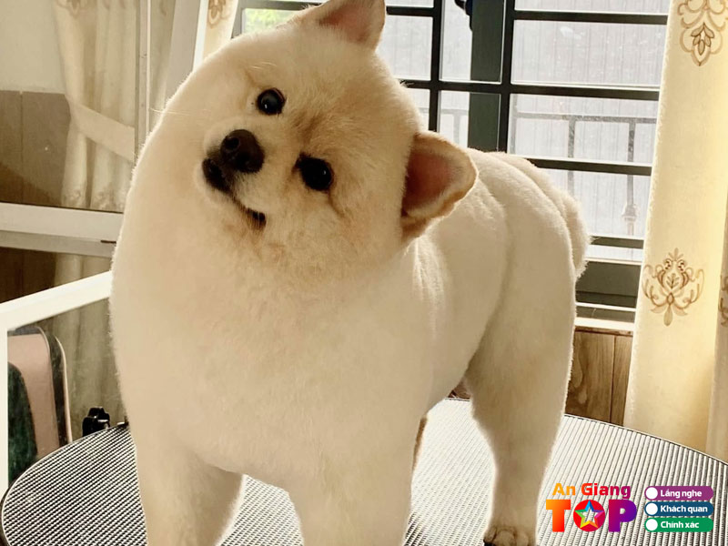 Pet-mart-angiangtoplist