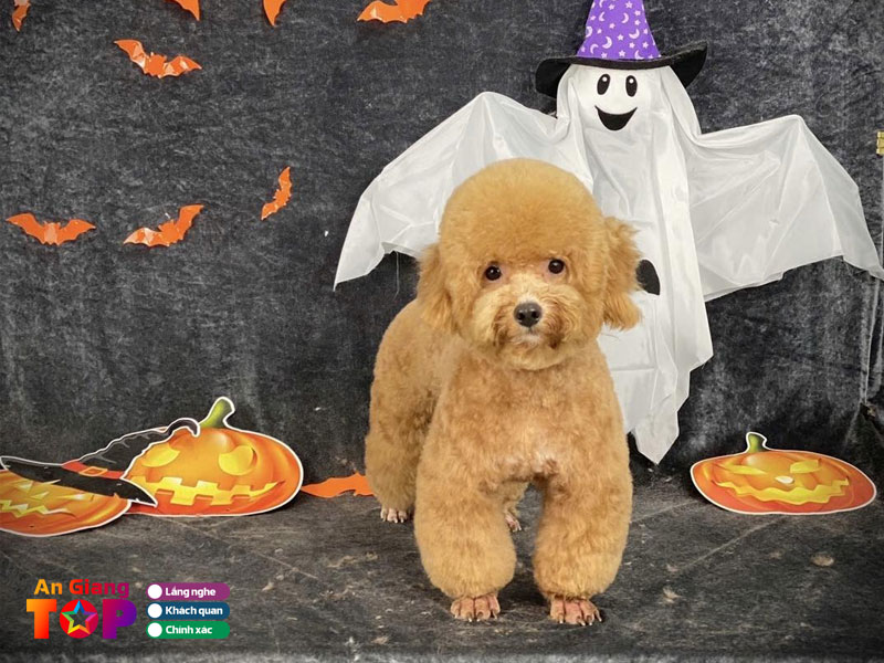 Shop-thu-cung-zin-zin-angiangtoplist