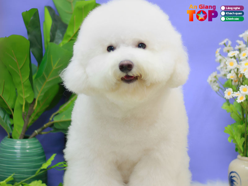 Syna-pets-shop-angiangtoplist