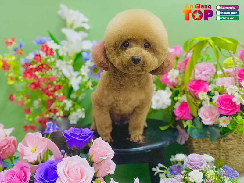 Teddypet-angiangtoplist