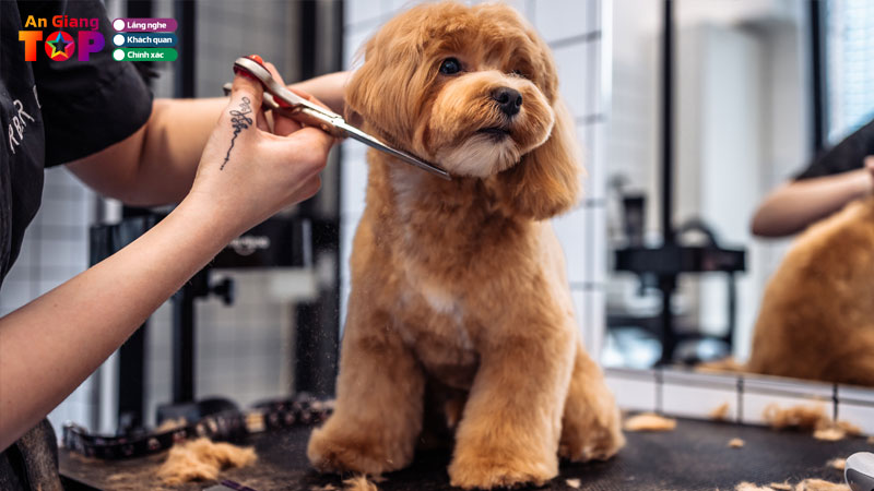 Top-10-dia-chi-cat-tia-long-cho-o-an-giang-giup-thu-cung-toa-sang-angiangtoplist