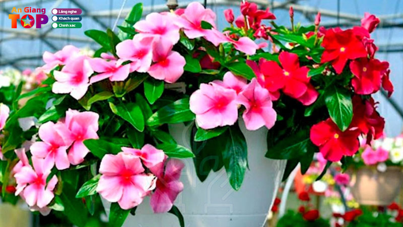 Top-5-dia-chi-cung-cap-hat-giong-hoa-o-an-giang-nay-mam-tot-angiangtoplist