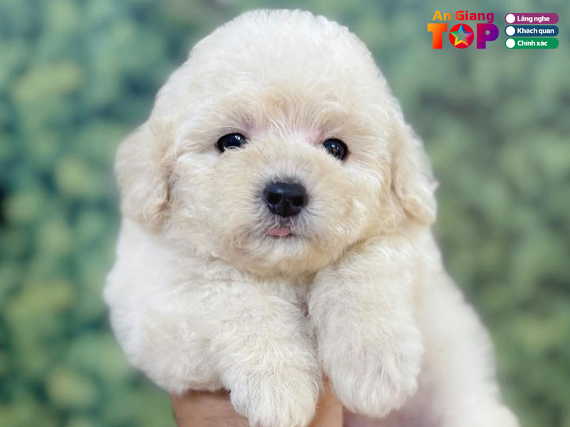 Duypets-angiangtoplist