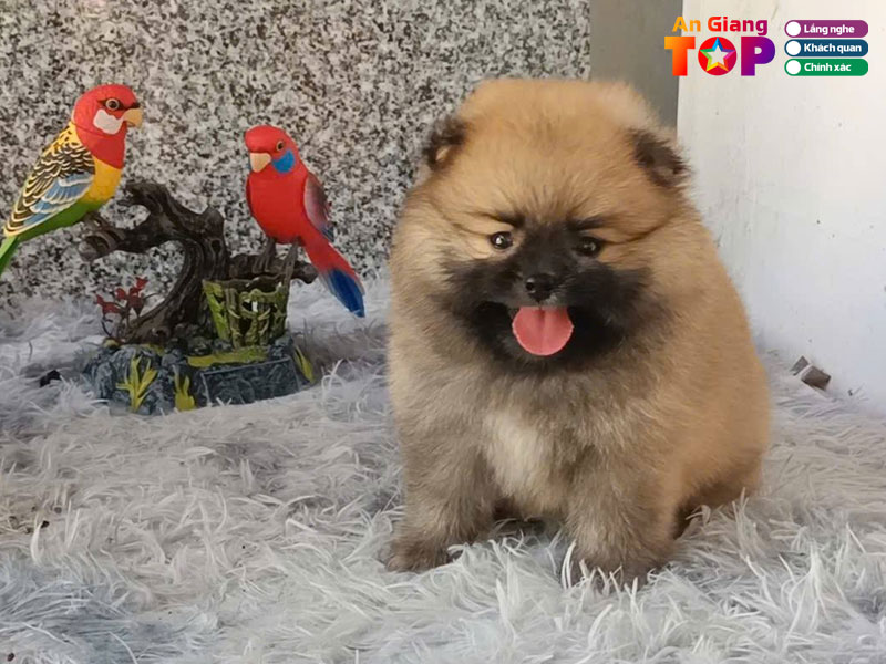 Ngoc-phuong-pet-shop-angiangtoplist